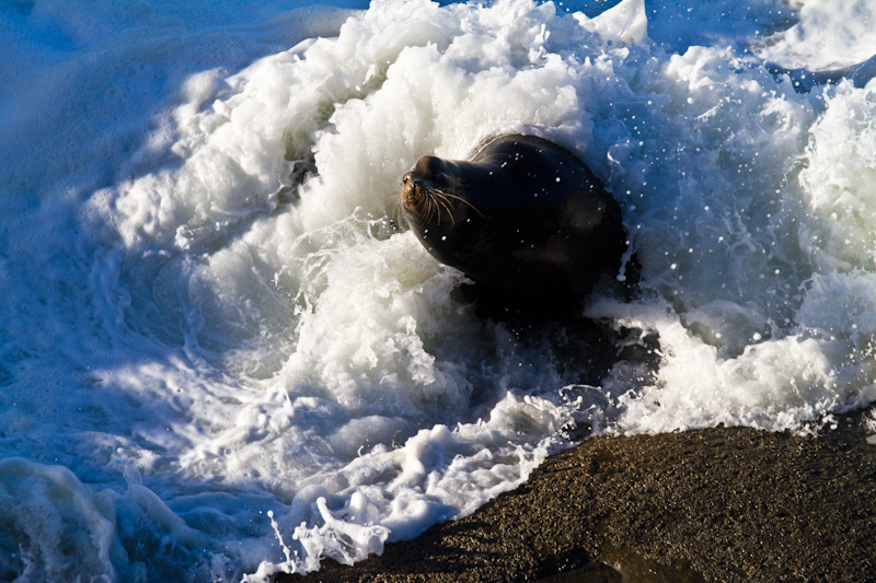 California Sea Lion In Surf